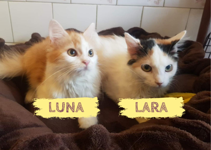 LUNA&LARA – ca. 8 Monate