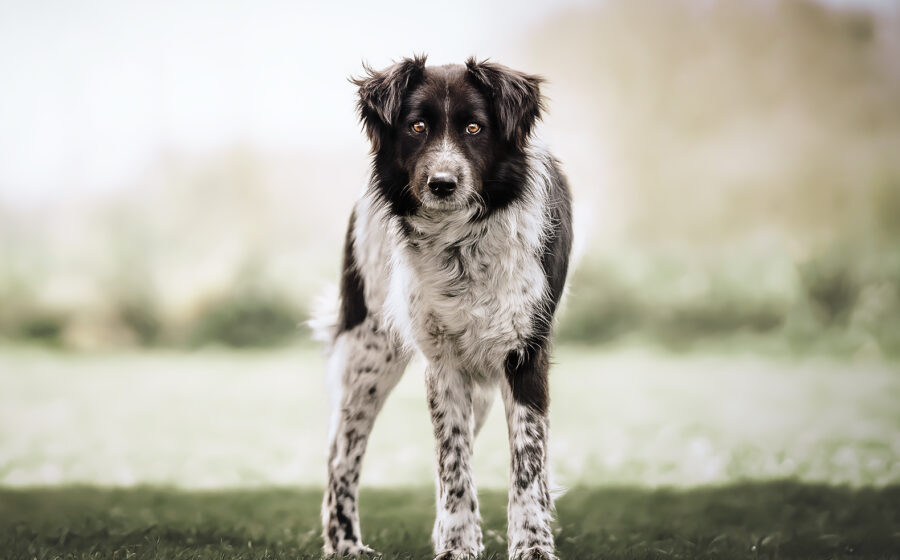 SAM CARTER SAM CARTER