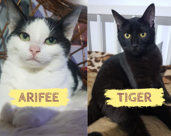 TIGER&ARIFEE – ca. 8&6 Monate