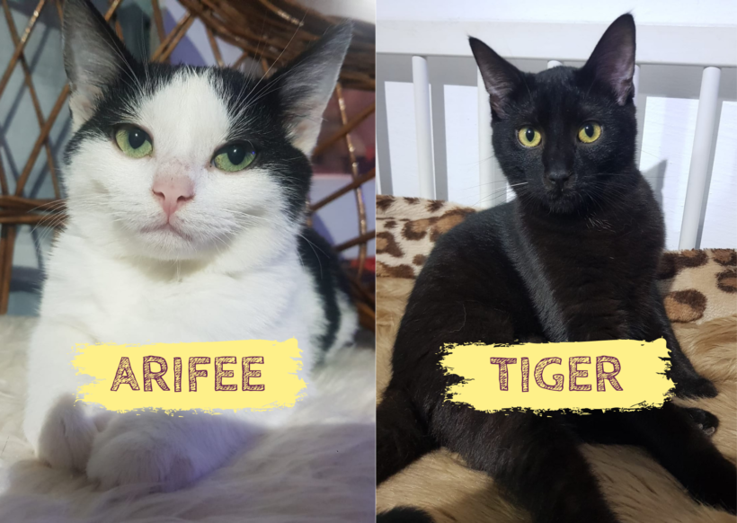 TIGER&ARIFEE – ca. 8&6 Monate