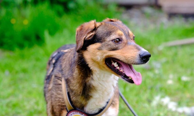 CAHYA – ca. 4 Jahre