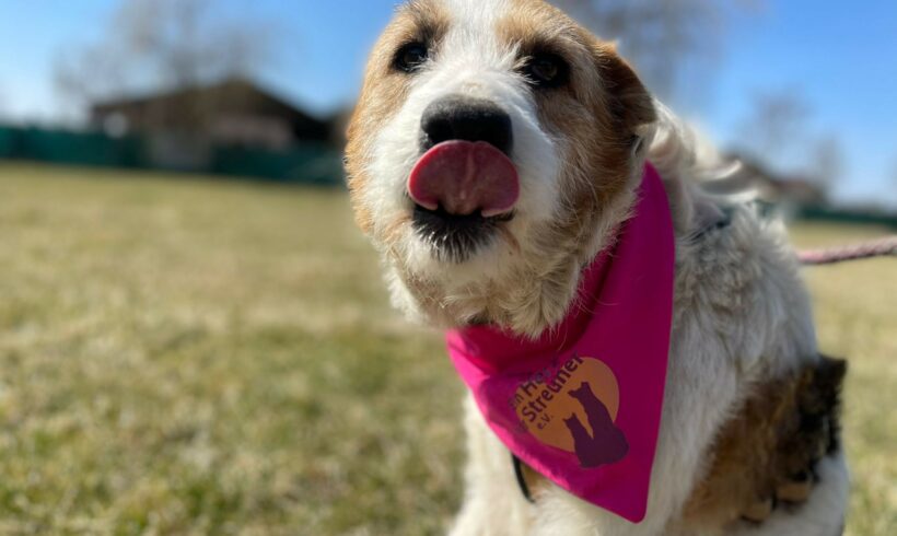 JULE – ca. 10 Jahre