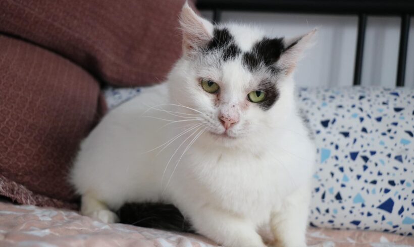 KAY – FIV positiv – ca. 3 Jahre