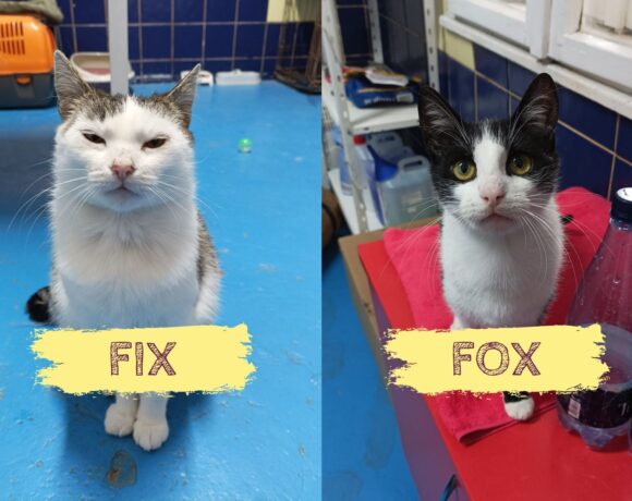 FIX&FOX – ca. 2 Jahre & 10 Monate