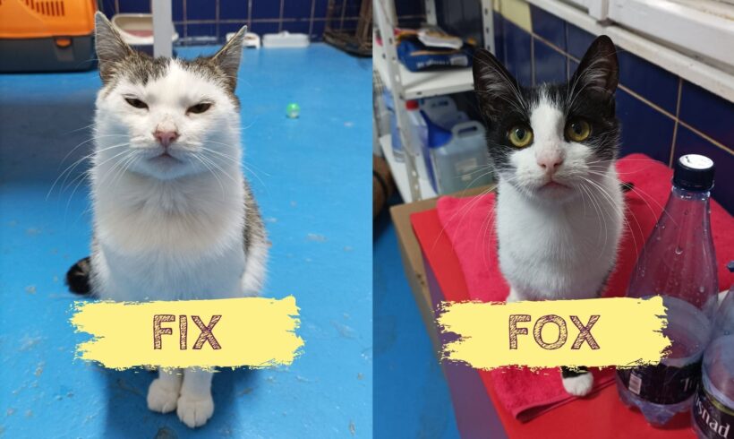 FIX&FOX – ca. 2 Jahre & 10 Monate