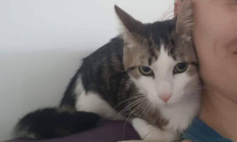 TAMINO – ca. 2 Jahre