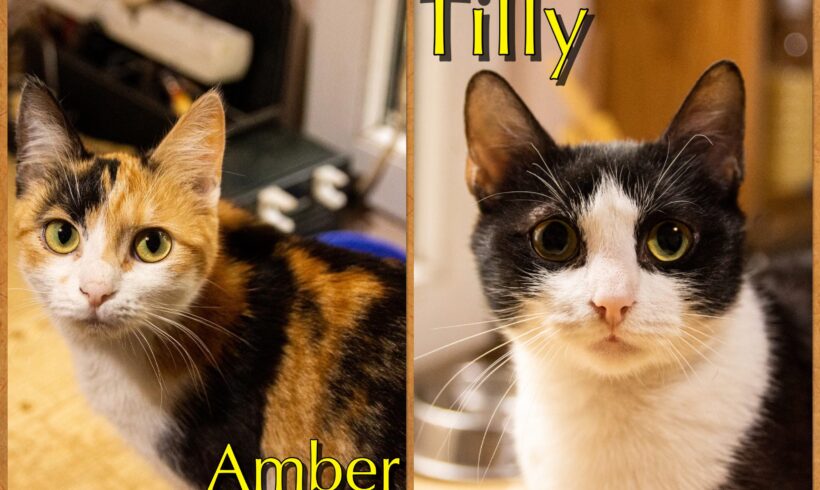 TILLY&AMBER – ca. 7,5 Monate