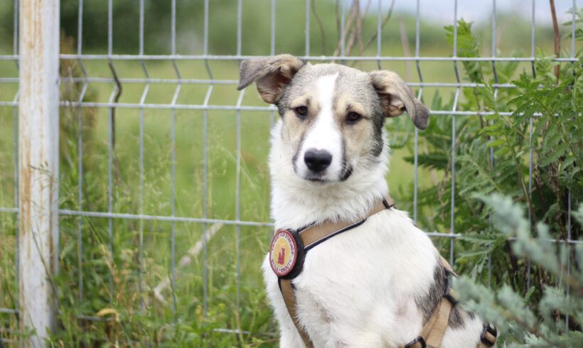 TOBI – ca. 2 Jahre