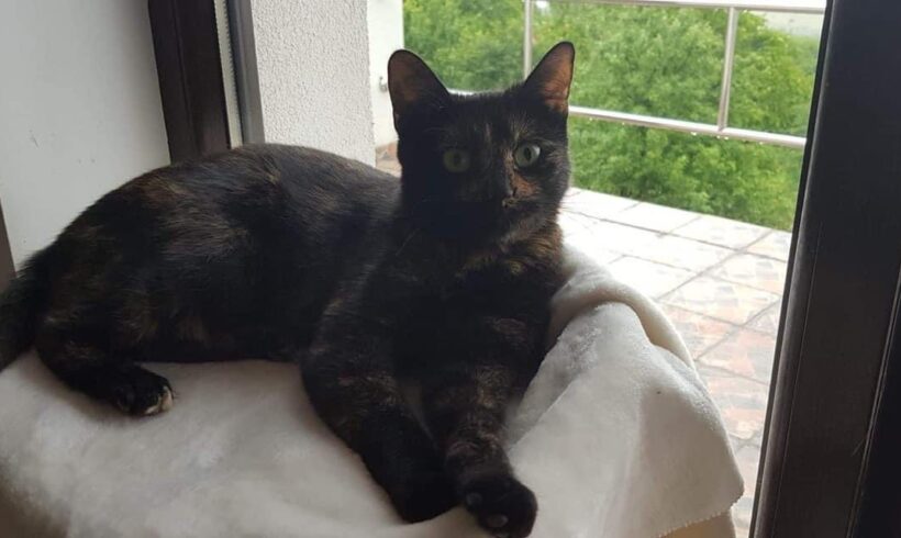 NANCY – ca. 1,5 Jahre