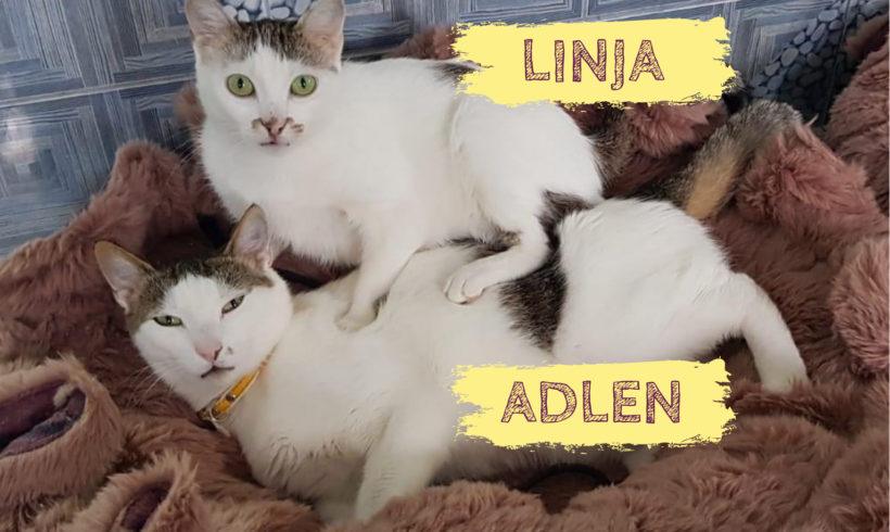 LINJA&ADLEN – ca. 3,5 & 1,5 Jahre