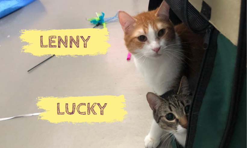 LUCKY&LENNY – ca. 1 Jahr