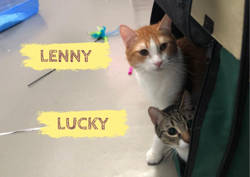 LUCKY&LENNY – ca. 1 Jahr