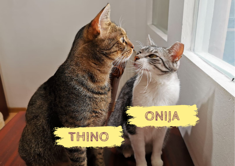 THINO&ONIJA