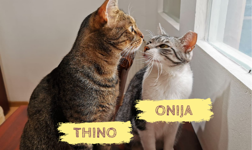 THINO&ONIJA – ca. 2 & 5 Jahre