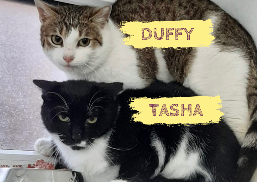 DUFFY&TASHA – ca. 5 & 6 Jahre