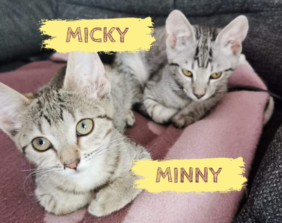 MICKY&MINNY – ca. 3 Monate