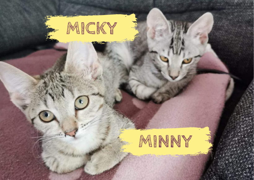 MICKY&MINNY – ca. 3 Monate
