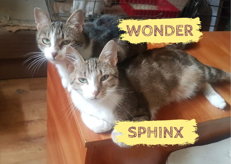 SPHINX&WONDER