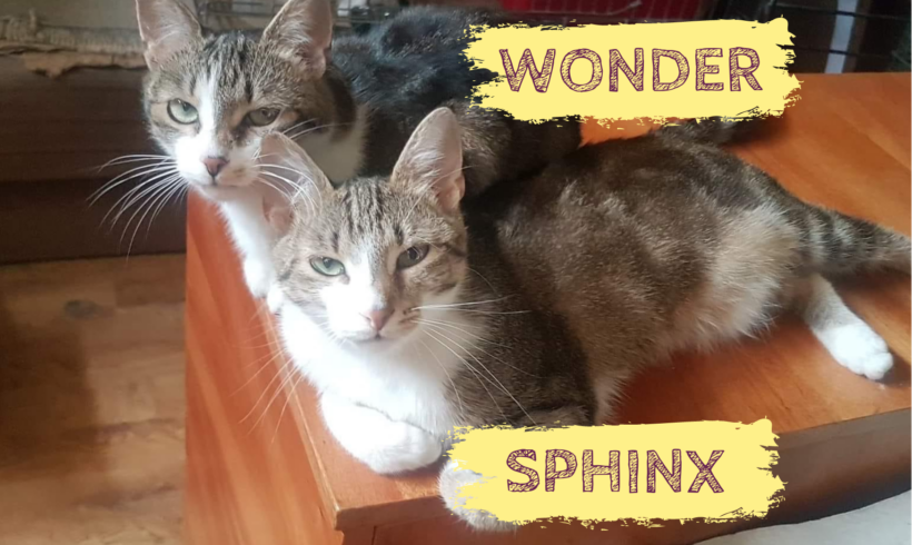 SPHINX&WONDER