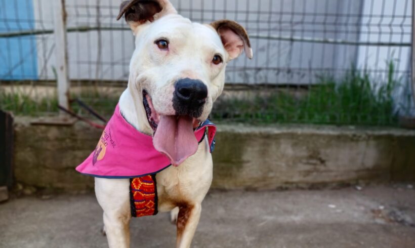 HOLLY – ca. 3 Jahre