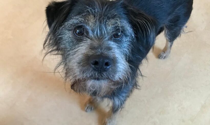 DEEN, jetzt Gustl – ca. 7 Jahre