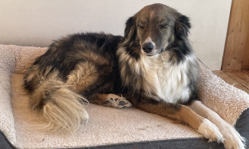 ELSE – ca. 3 Jahre