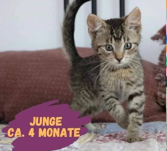 MIMOU – ca. 4 Monate