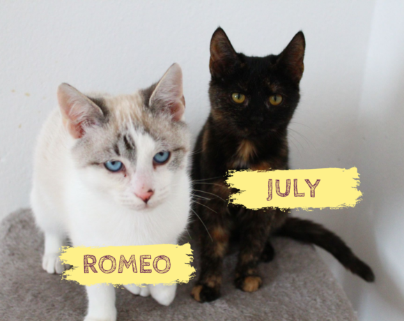 JULY&ROMEO – ca. 5 Monate