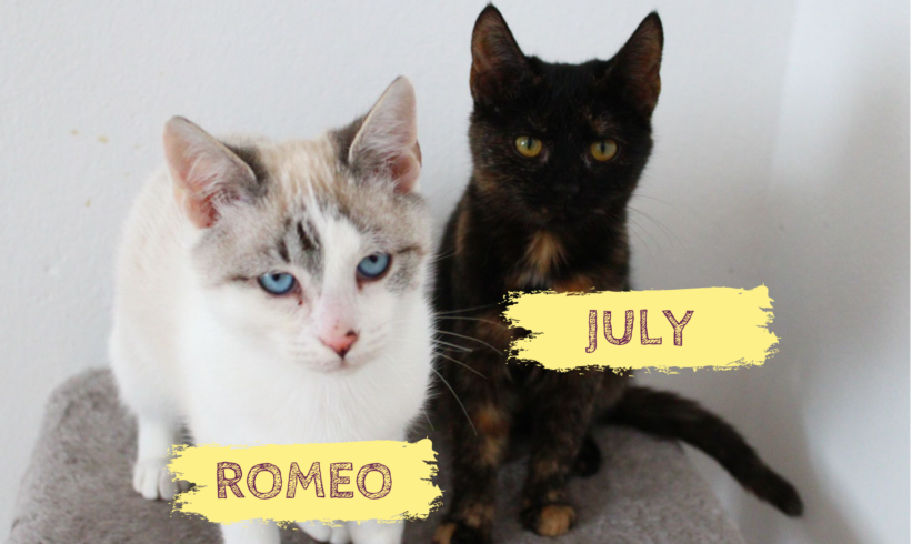 JULY&ROMEO – ca. 5 Monate