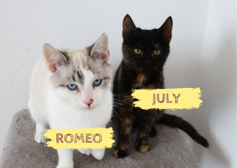 JULY&ROMEO – ca. 5 Monate