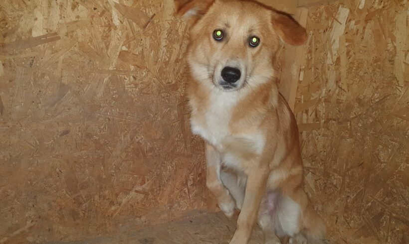 MENDO – ca. 2 Jahre