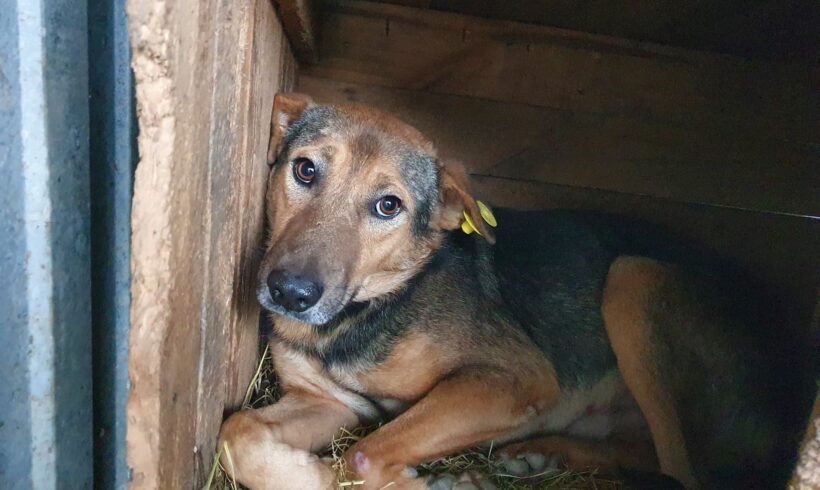 KALLE – ca. 4 Jahre