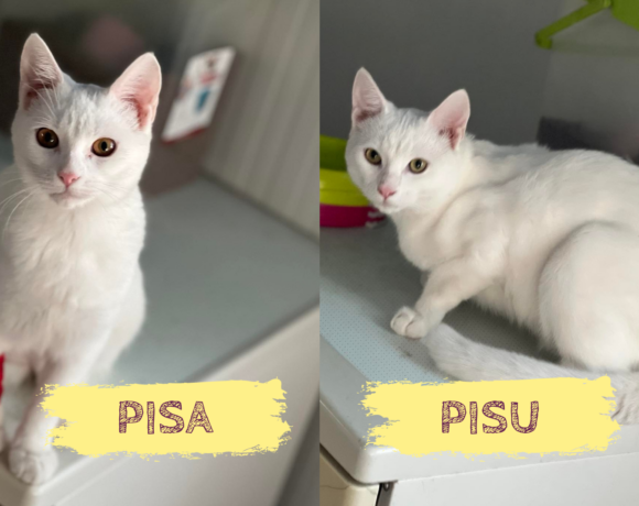 PISA&PISU – ca. 2 Jahre