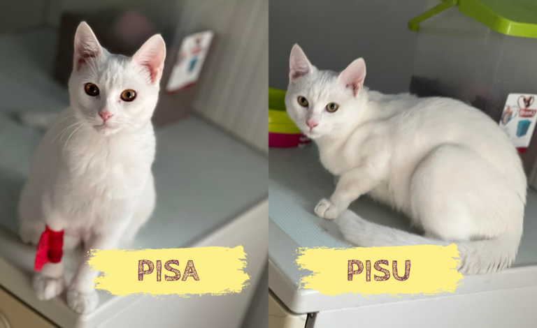 PISA&PISU