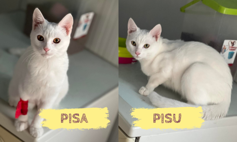 PISA&PISU – ca. 2 Jahre