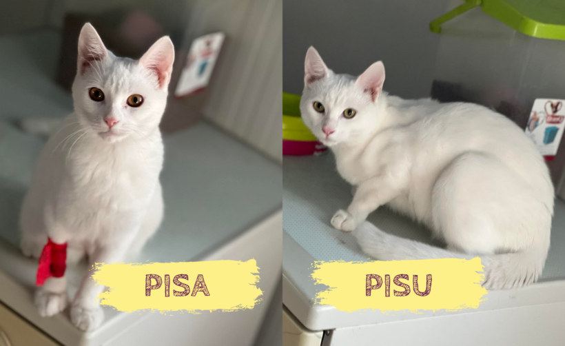 PISA&PISU – ca. 2 Jahre