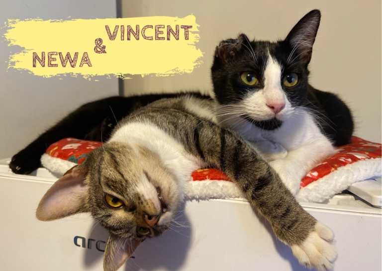 VINCENT&NEWA