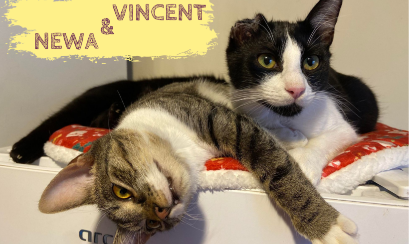 VINCENT&NEWA – ca. 8 Monate