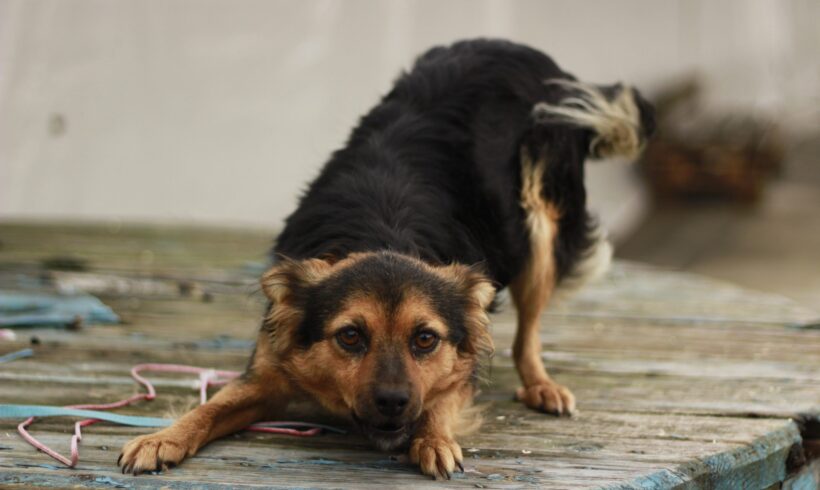 SCRATTIE – ca. 2 – 3 Jahre