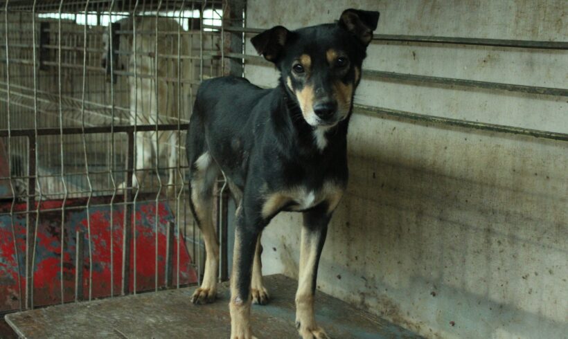 EVINA – ca. 4,5 Jahre