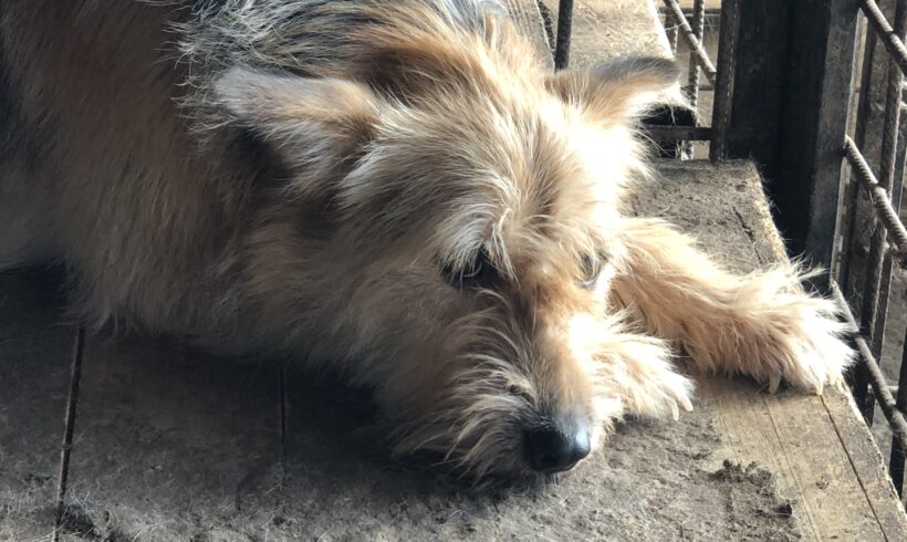 CRUSOE, jetzt Kallina – ca. 4,5 Jahre