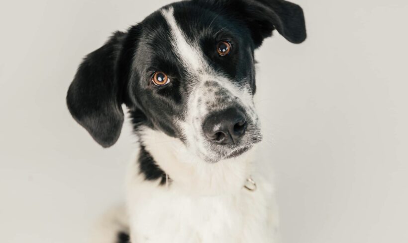 LEXI – ca. 2 Jahre