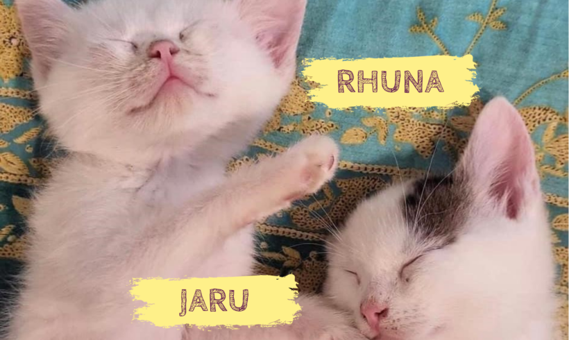 RHUNA&JARU – ca. 3 Monate