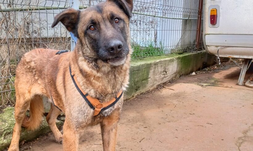 MIKA – ca. 7 Jahre