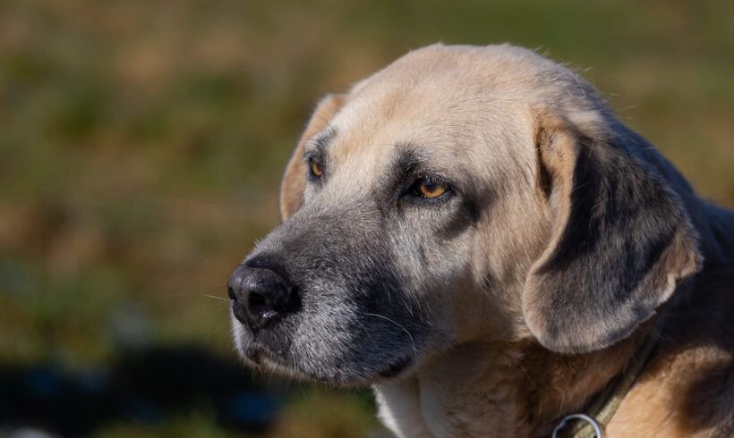 ANDY – ca. 6 – 7 Jahre