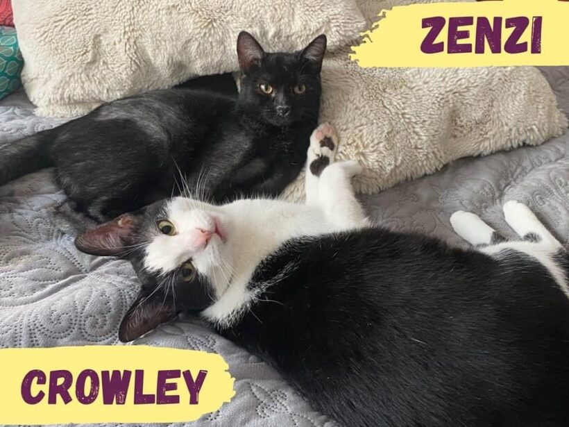 ZENZI&CROWLEY – ca. 1 & 2 Jahre