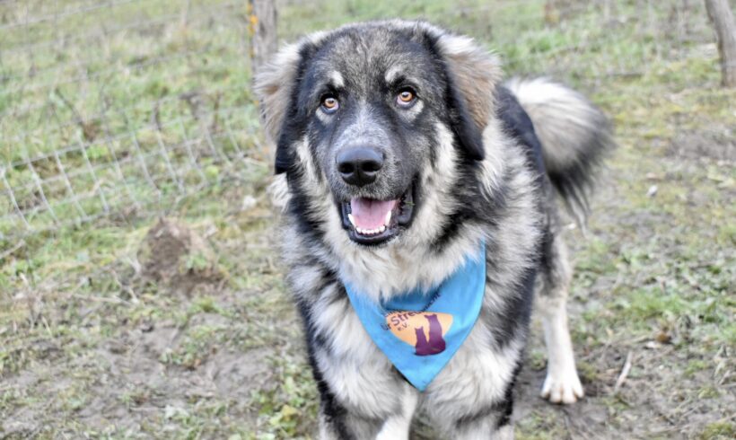 FLUFFY – ca. 2 Jahre