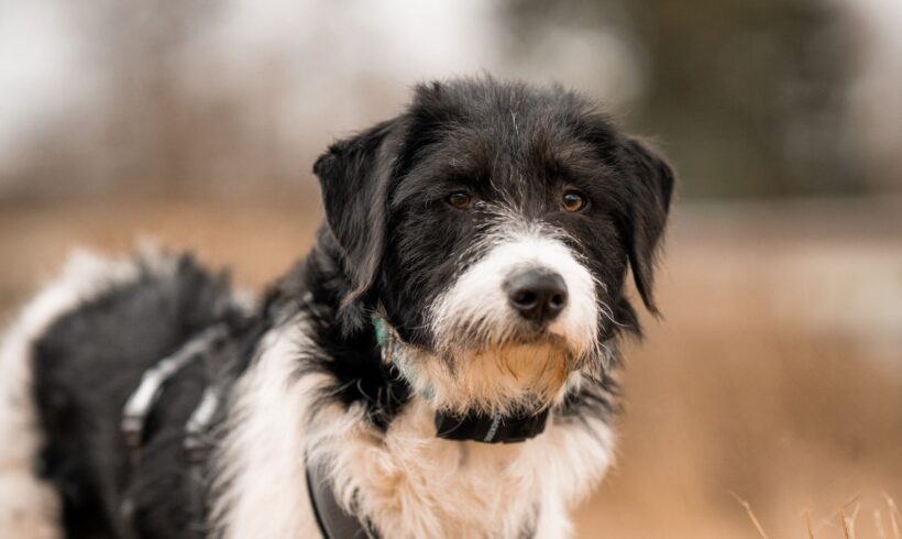 DINO – ca. 10 Monate