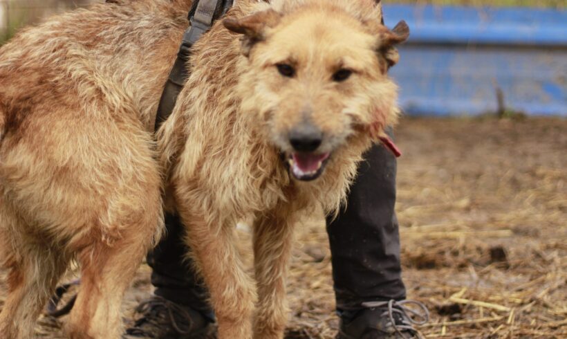 DJANGO – ca. 3 – 4 Jahre