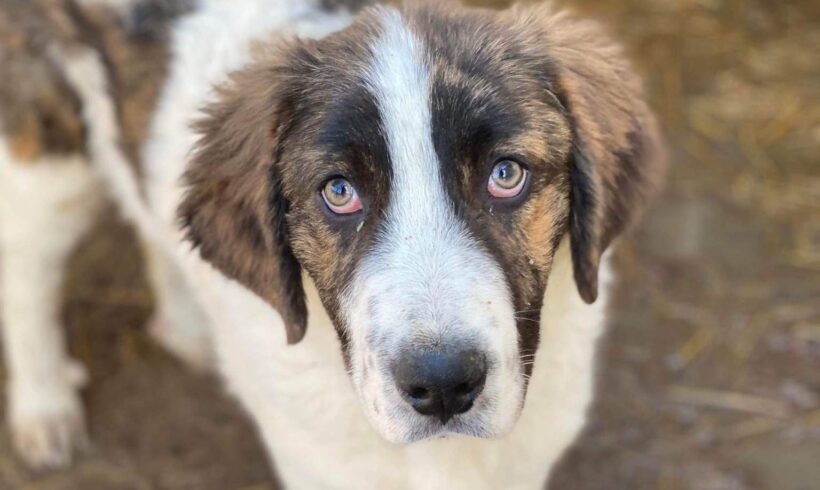 BUFFI – ca. 6 Monate